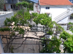 Lower terrace vines